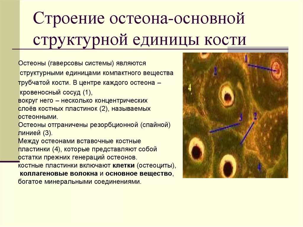 Участвует в образовании костной ткани. Остеон гаверсова система. Структурно–функциональная единица  — Остеон. Структурная единица хрящевой ткани. Структурно-функциональной единицей кости является Остеон.