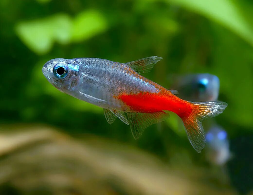 Неон вуалевый. Аквариумная рыбка неончик. Неон голубой Paracheirodon innesi m. Неон голубой вуалевый.