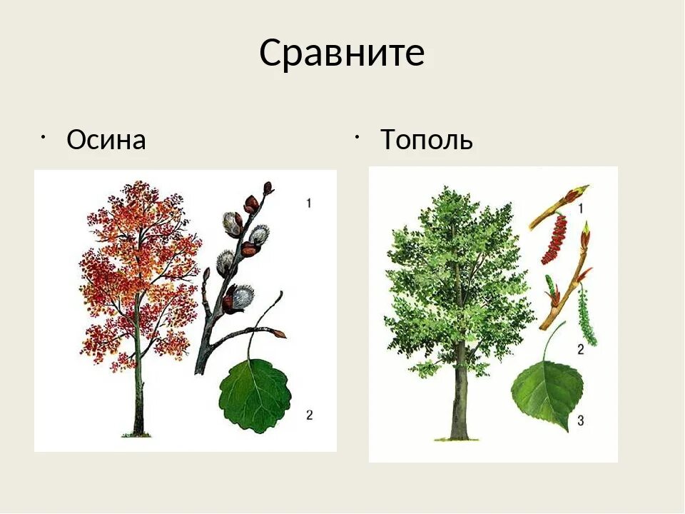 Как отличить тополь. Осина обыкновенная Тополь дрожащий. Деревья осина и Тополь. Листья деревьев тополя осина. Тополь осина ольха.