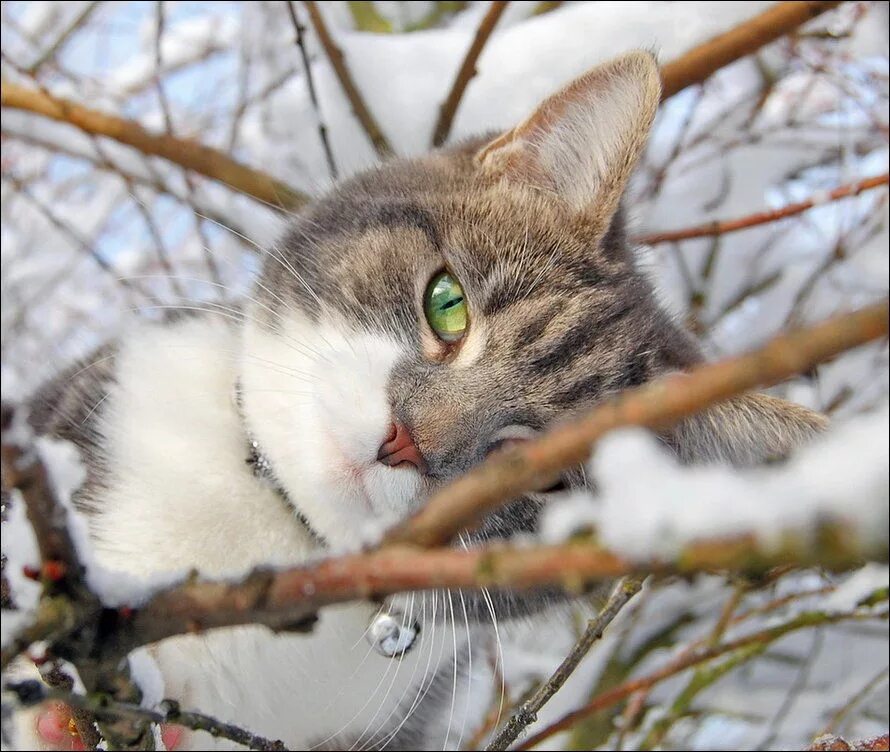 Кошки зимой. Кот ранней весной
