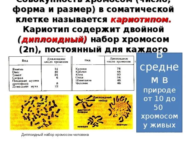 2n набор хромосом. Гаплоидные наборы хромосом таблица. Диплоидный набор хромосом соматической клетки.