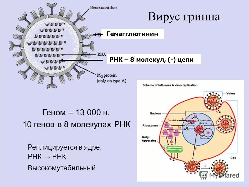 Рнк геномные вирусы