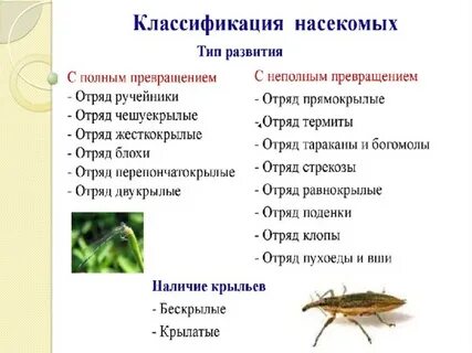 Отряды насекомых с полным и неполным превращением