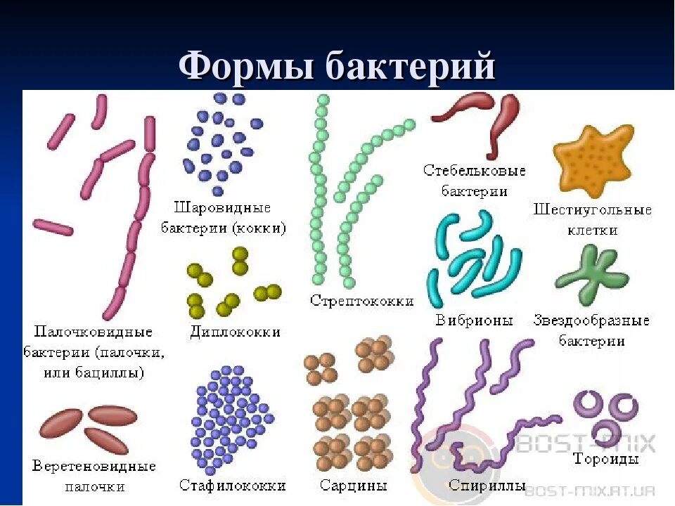 Название 3 бактерий. Формы бактериальных клеток кокки. Бактериальные клетки кокки. Формы клеток бактерий кокки. Форма бактериальной клетки рисунок.