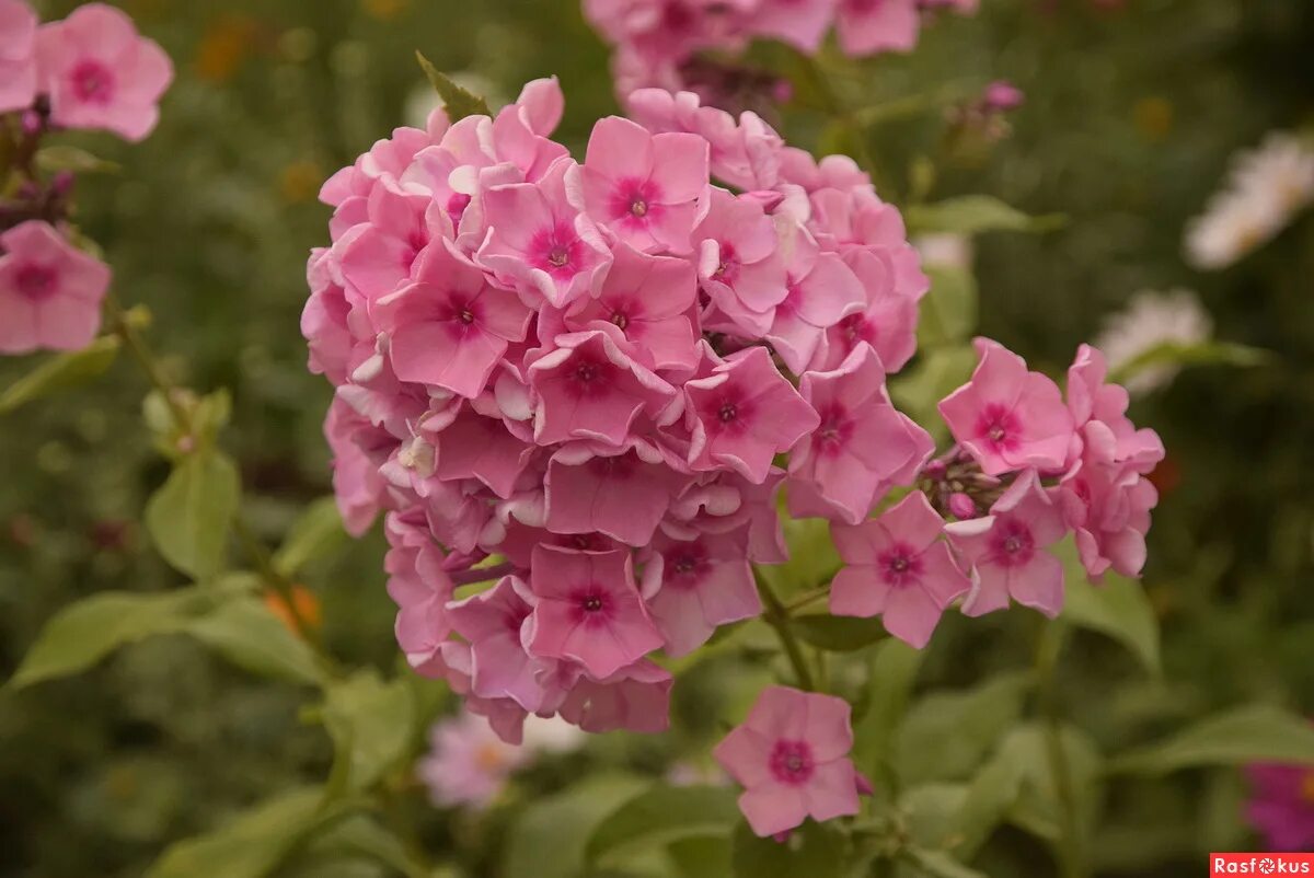 флокс первое свидание. флокс наталья гундарева. флокс флоре. флокс флоре. новинки флоксов 2021.