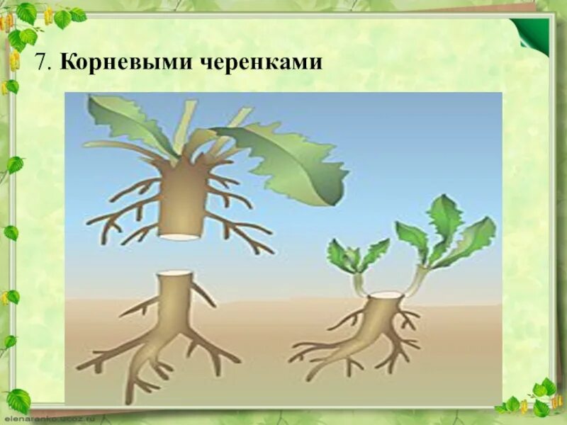Корневое размножение пример. Вегетативное размножение корневыми черенками. отводки вегетативное размножение. растения размножающиеся корневыми черенками. вегетативное размножение корневыми черенками рисунок.