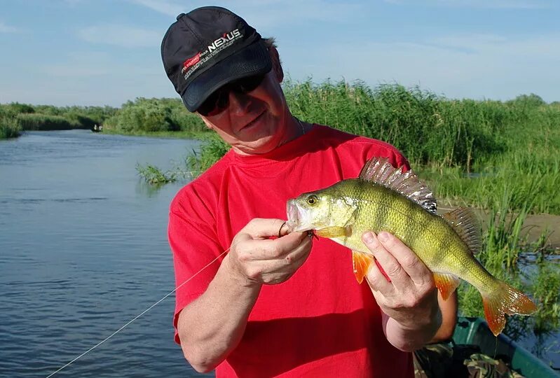 Васет. Окунь речной 2 кг. Речной окунь. Васет. Рыбалка на окуня.