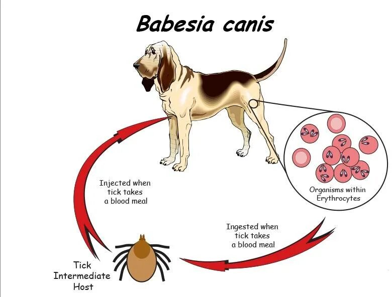 Пироплазмоз после лечения. Пироплазмоз собак цикл развития. Пироплазмоз у собак схема заражения. Пироплазмоз собак возбудитель. Пироплазмоз собак жизненный цикл.