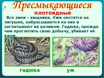 Особенности питания животных 3 класс окружающий мир