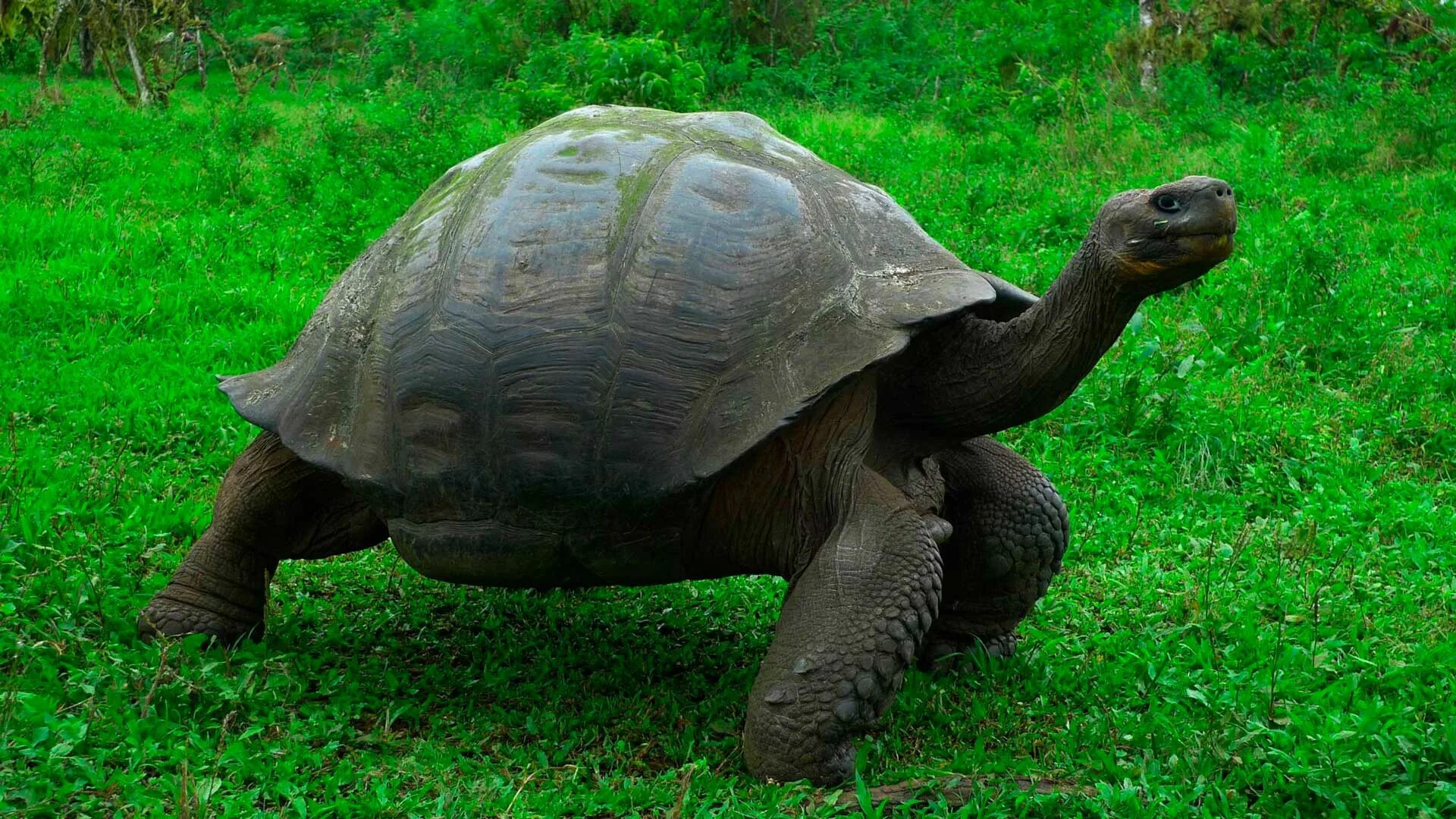 Слоновая черепаха среда обитания. Галапагосская черепаха. Галапагосская гигантская черепаха. Галапагосские острова черепахи. Слоновая черепаха.