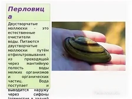 Перловица класс. Двустворчатые моллюски перловица. перловица перловица.. перловица моллюск класс. перловица анаэроб.