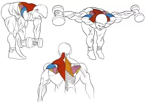 Упражнения на трапециевидную. Трапециевидная мышца упражнения с гантелями. Тренировка трапециевидной мышцы спины. Упражнения для накачки трапеции. Как накачать трапециевидную мышцу.