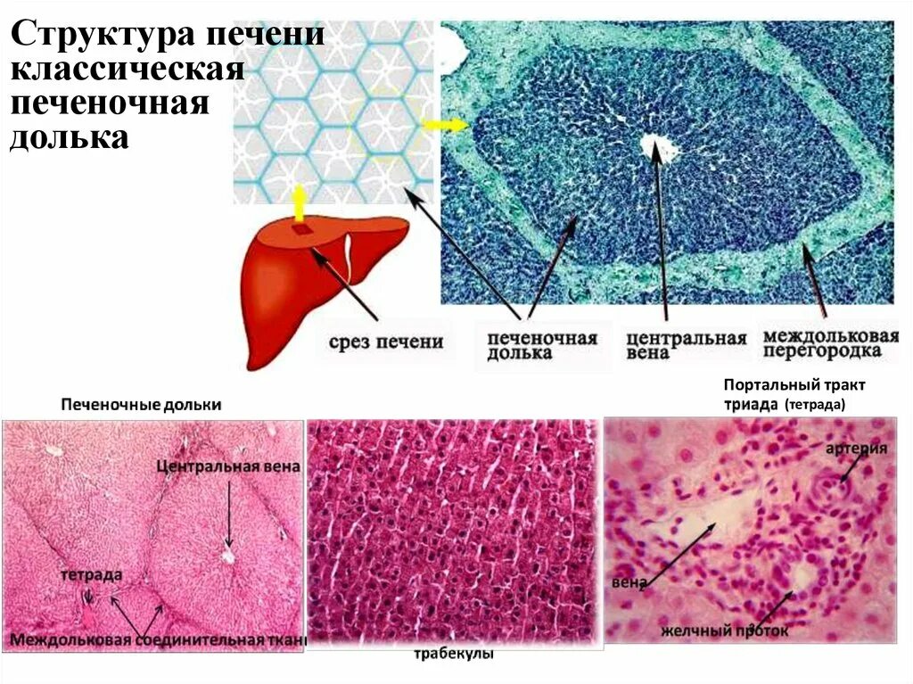 Клетки печени разрушаются. Строение паренхимы печени гистология. Долька печени портальный тракт. Междольковая соединительная ткань печени. Клеточное строение печени гистология.