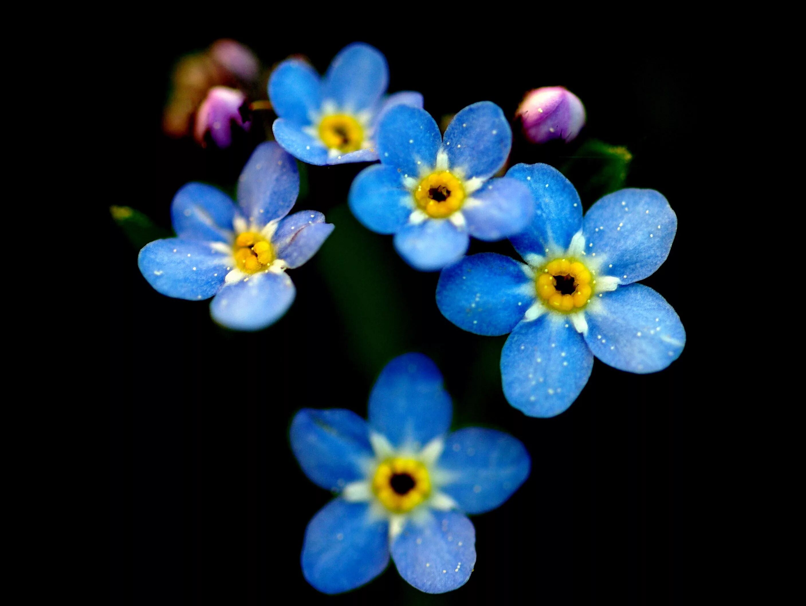 Tiny flower