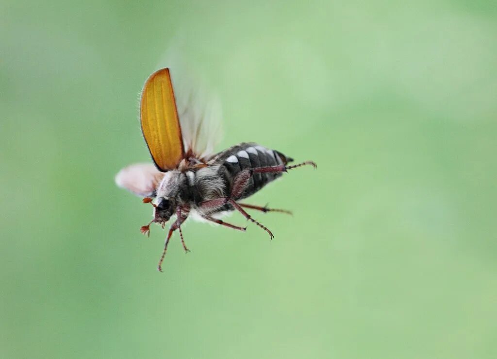 Летающие жуки летом. Большой летающий жук в москве. Большой черный летающий жук. Майский хрущ черный. Черный жук осоед.
