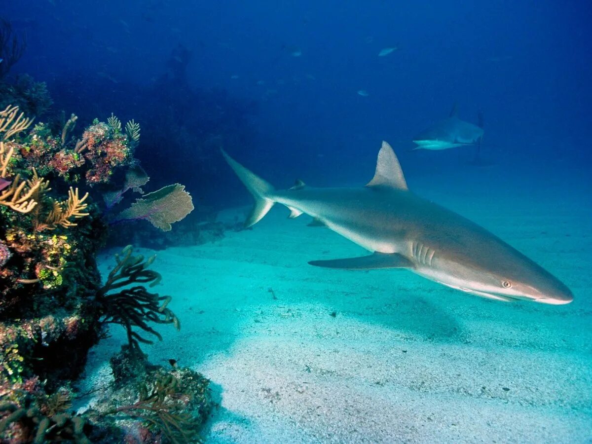 Есть ли в шарме акулы. Карибская рифовая акула. Черноперая рифовая акула. Белоперая рифовая акула. Черноперая рифовая акула Мальдивы.