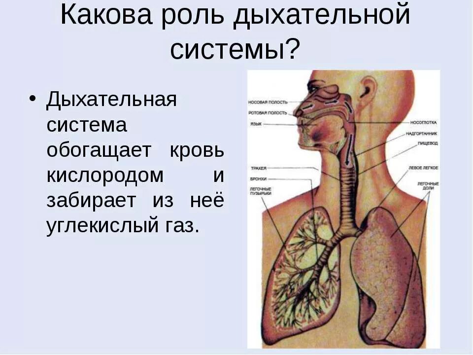 Роль дыхательной системы. Дыхательная система человека. Какова роль дыхательной системы. Органы дыхательной системы человека. Роль дыхательной системы 3 класс