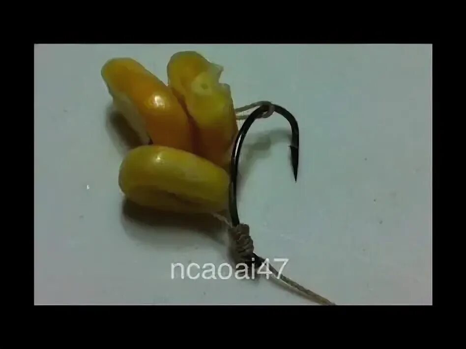 Приготовить кукурузу на карпа. Насадочная кукуруза на карпа. кукуруза с опарышем на карпа. насадка кукурузы на крючок. насадка кукурузы на крючок для карпа.