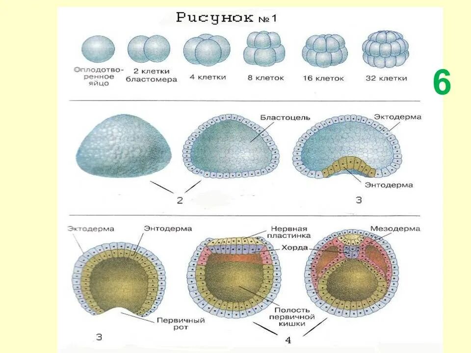 Онтогенез картинка. Эмбриогенез гаструла бластула. Онтогенез эмбриогенез. Зигота морула бластула гаструла нейрула. Зигота бластула гаструла нейрула.