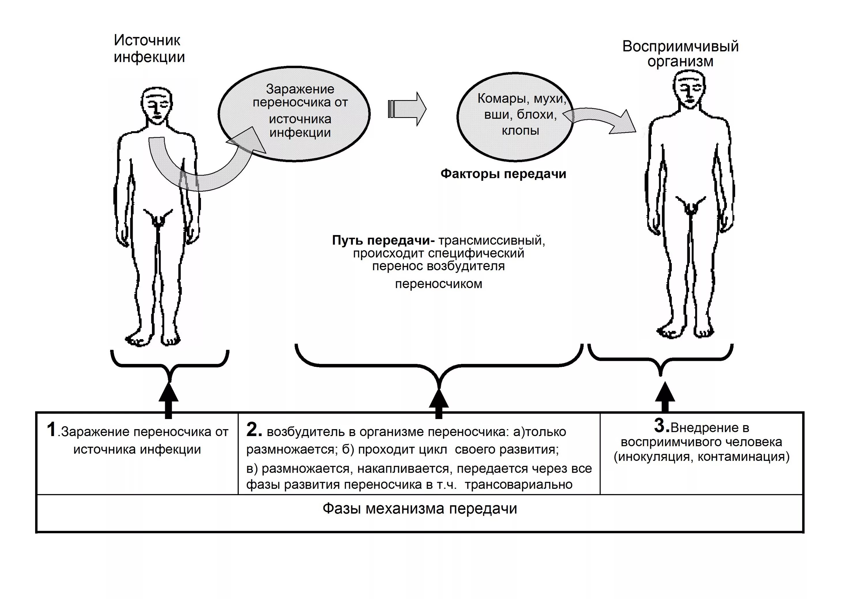 Трансмиссивный механизм передачи схема. Схема передачи возбудителя инфекции. Трансмиссивный механизм передачи инфекции пути. Пути передачи инфекционной болезни схема.