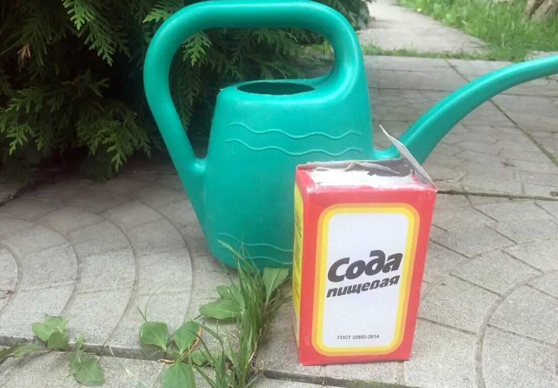Сода в саду и огороде. Сода на участке пищевая для сада и огорода. сода от сорняков. сад пищевой соды. сода для растений в огороде.