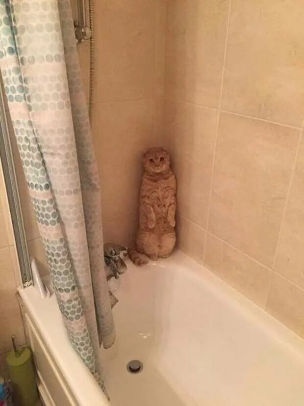 Постою тут. Кот в ванной в углу. Пряталась в ванной. Кот прячется под ванной.
