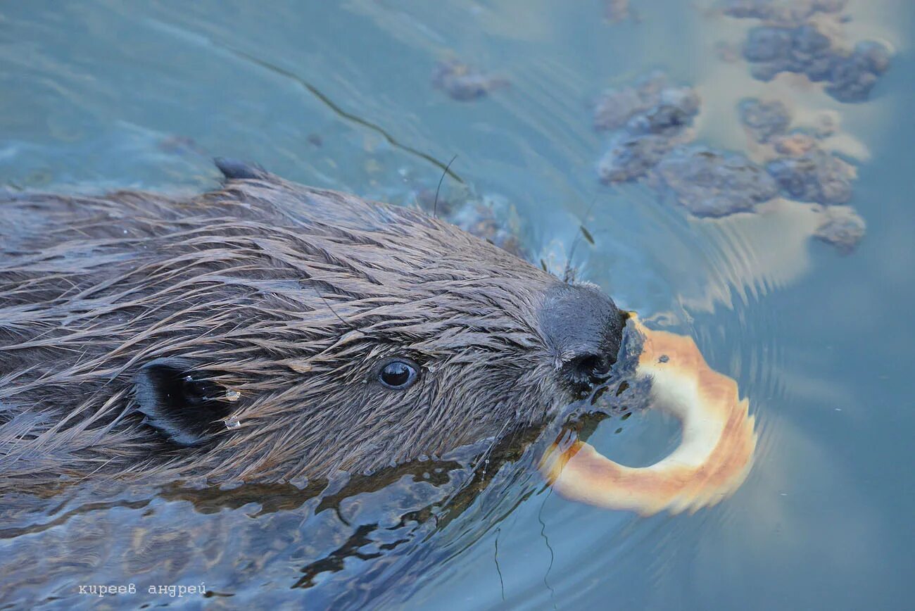 Ондатра речная плывет. Бобер плавает. Бобры. Бобер выглядывает из воды. Обыкновенный бобр.