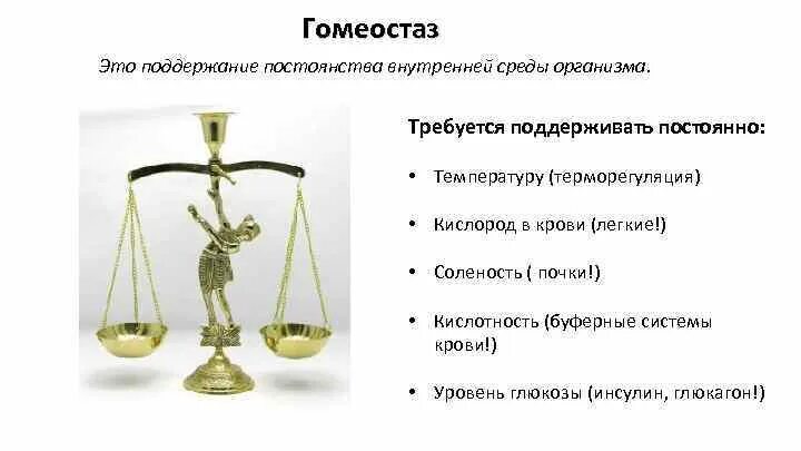 Поддержание динамического постоянства внутренней среды организма. Поддержание динамического постоянства внутренней среды организма