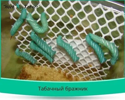 Корм для бражника