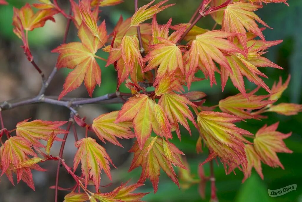 Acer palmatum Orange Dream. Клен веерный оранж Дрим. Клён дланевидный Orange Dream. Клен дланевидный оранж Дрим. Клен в какой природной