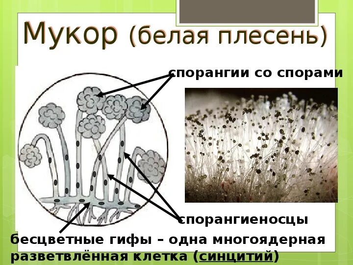 Рассмотрите изображение шести организмов пеницилл мукор. Плесень мукор препарат. Плесневые грибы мукор. Плесневый гриб мукор 5 класс биология. Гриб мукор царство.