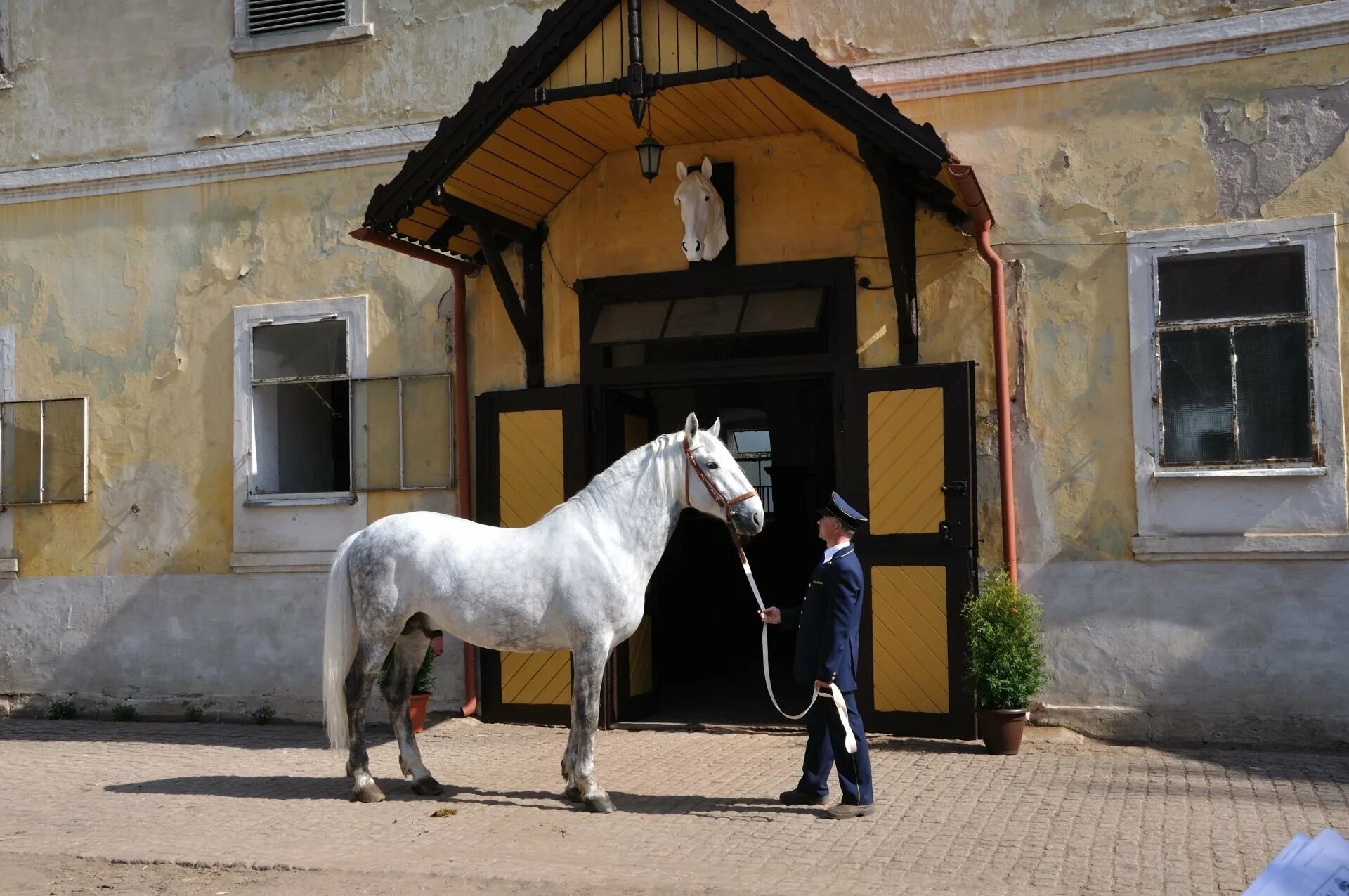 Кладрубская лошадь. Чешская порода лошадей старокладрубская. Вороная кладрубская лошадь. Конный завод в Кладрубах. Кладрубская лошадь экстерьер.