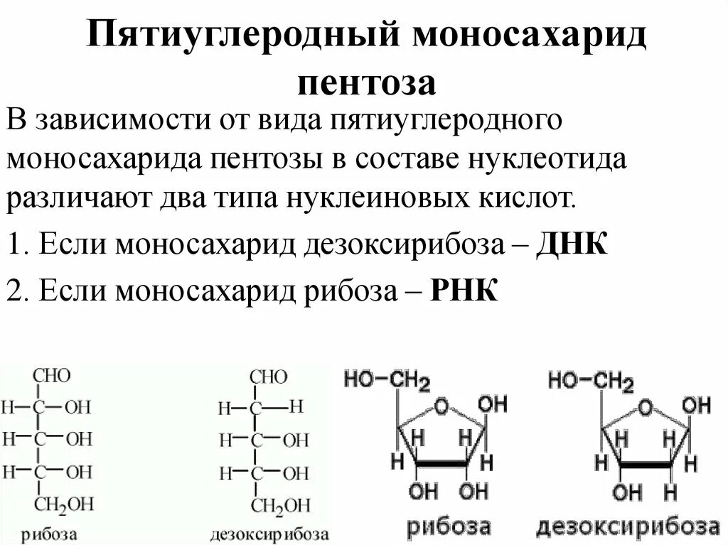 Строение нуклеотидов ДНК пентоза. Строение молекулы пентозы. Дезоксирибоза моносахарид. Пентоза рибоза. Рибоза какой углевод