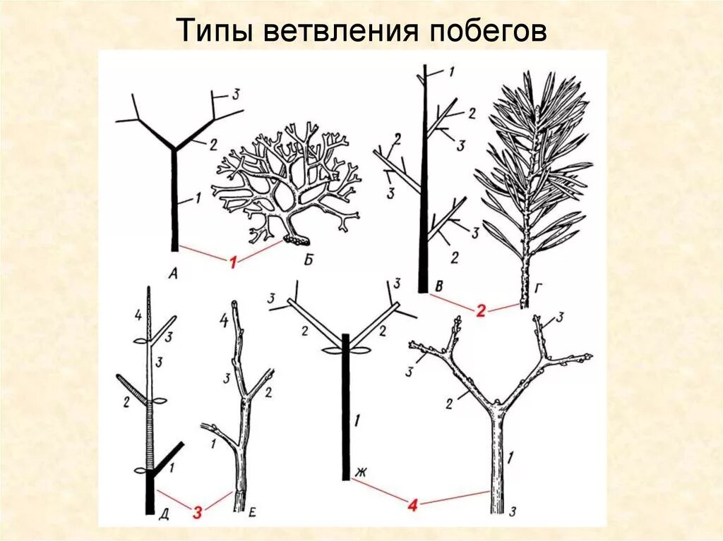 Два типа побегов. Ветвление побегов растений. Ветвление побегов моноподиальное симподиальное дихотомическое. Типы ветвления побегов. Типы ветвления побегов древесных растений.