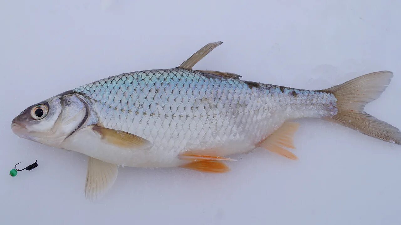 башкирская глина альбит. михаил глинка 1804. белая глинка. глинка михаил портрет чб. белая глинка.