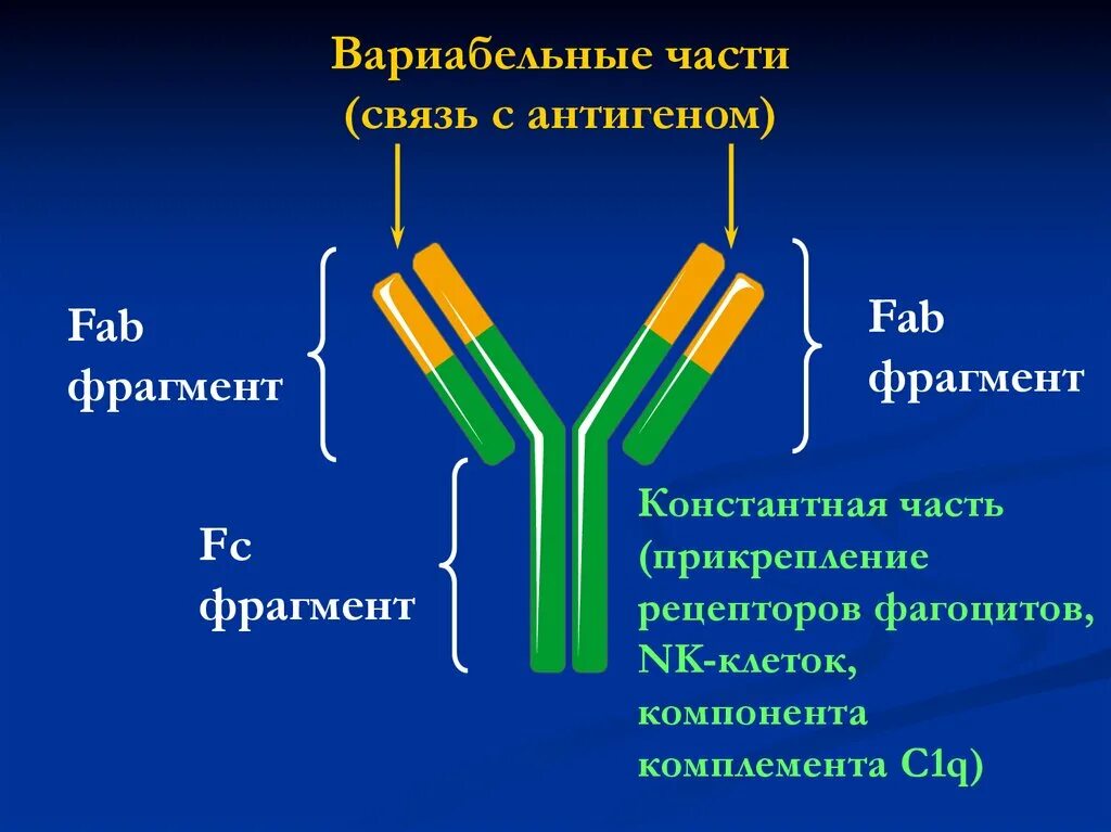 Вариабельный домен антитела. Fab фрагмент иммуноглобулина. Fab и FC ФРАГМЕНТЫ антител. Fab-фрагмент антитела. Домены антител