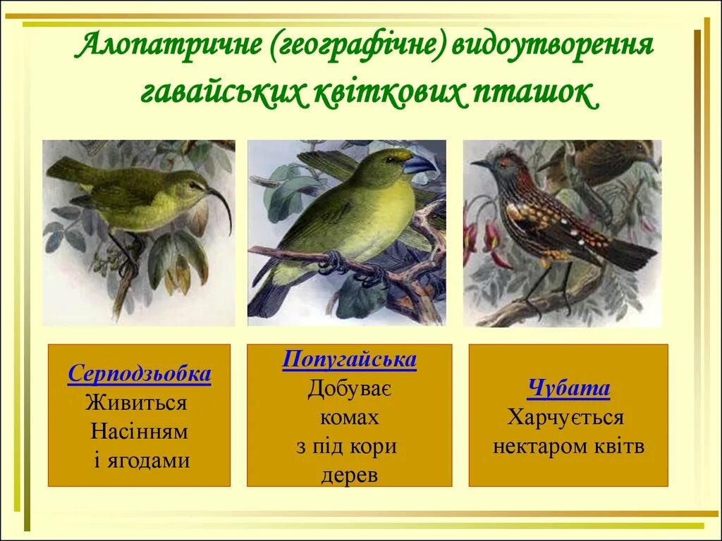 Аллопатрическое видообразование примеры. Аллопатрическое (географическое) видообразование. Аллопатрическое видообразование это в биологии. Географичесвидообразование. Видообразование примеры животных