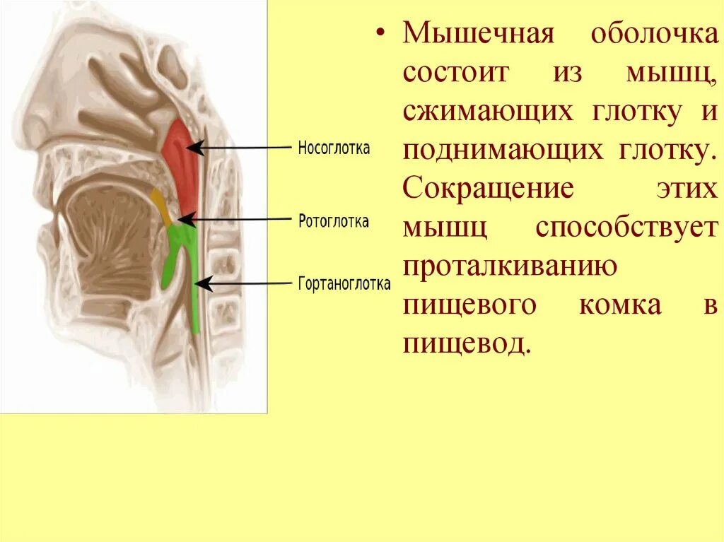 Склеивание пищевого комка. Ротоглотка гортаноглотка. Гортаноглотка миндалины. Строение гортаноглотки.