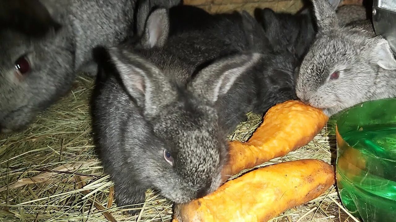 Дариус - самый большой кролик в мире. Крольчата видео. Яма для кроликов. Фотография кролик - исчез. Кролики в европе.