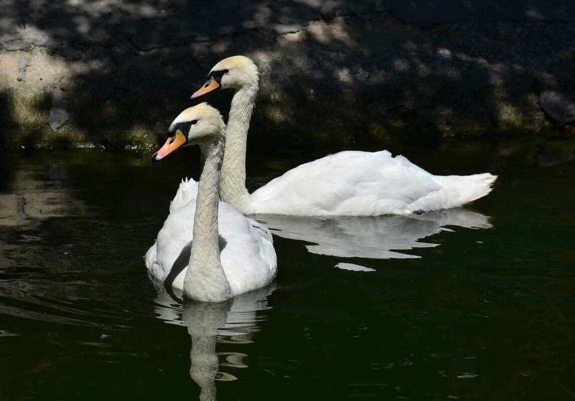 любовь и лебеди. пара лебедей. белый лебедь. лебедь на воде. любовь и лебеди.