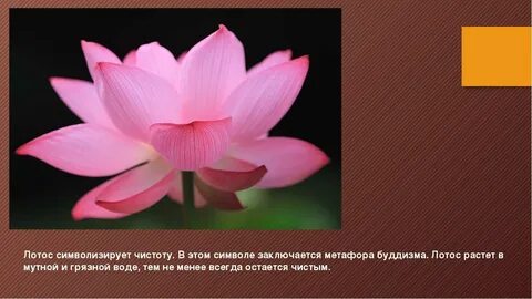 Лотос что символизирует