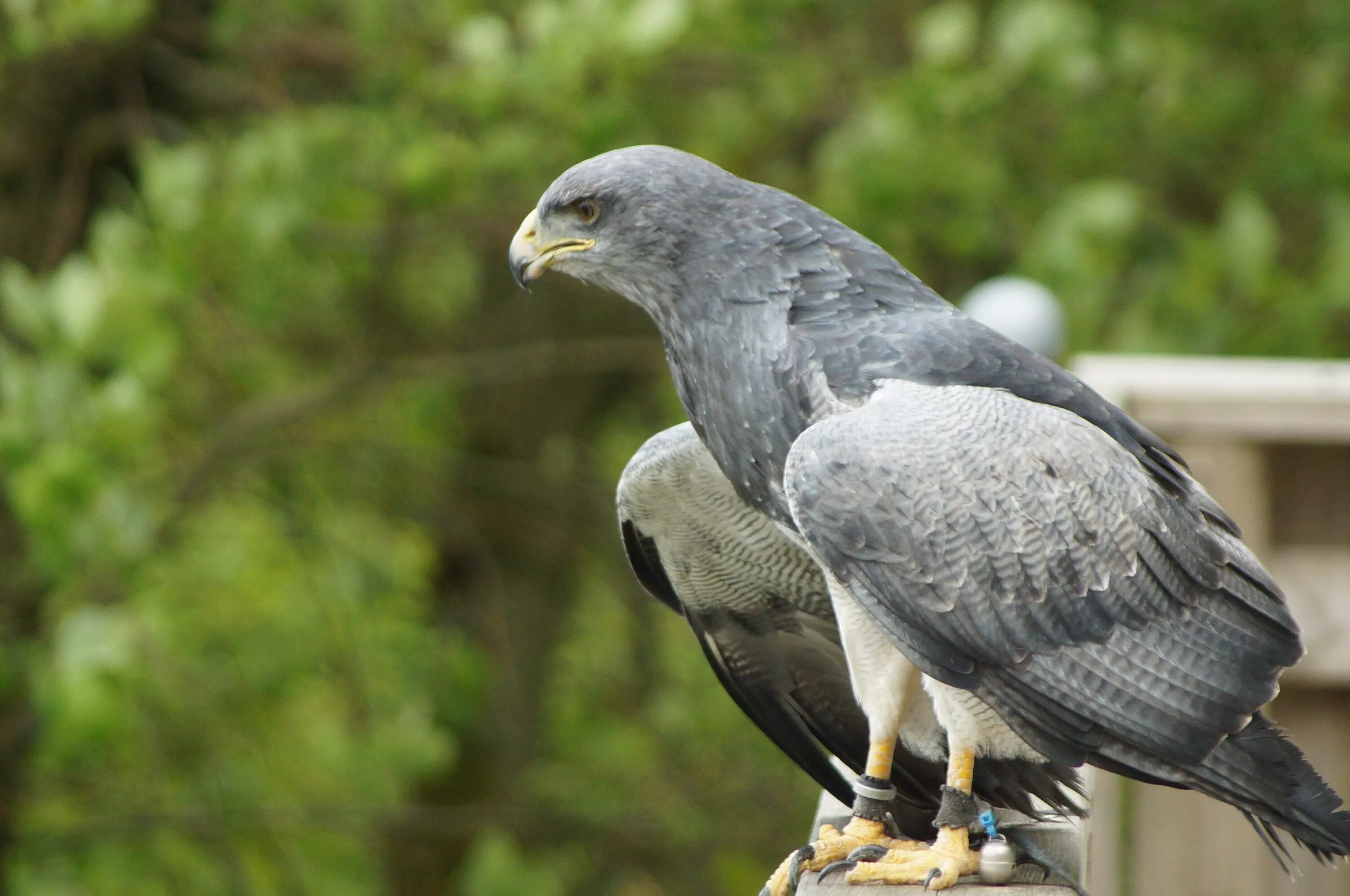 Степной сизый Орел. Степной Лунь. Сизый ястреб. Gray Eagle ("серый орёл"). Хищные птицы серого цвета