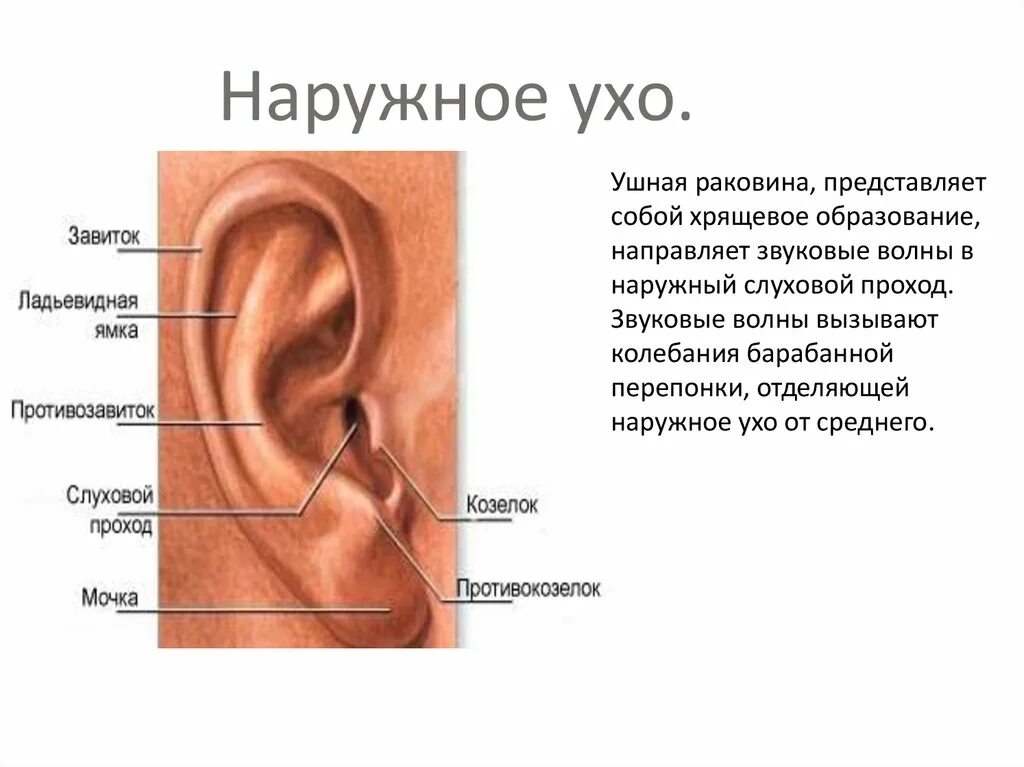 Ушная раковина какое ухо. Анатомия ушной раковины уха человека. Противокозелок уха анатомия. Ухо строение анатомия ушная раковина.