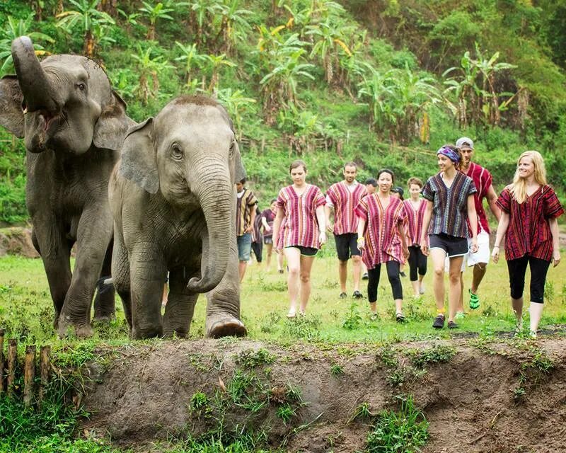 Elephant sanctuary park. Пхукет Элефант Санктуари. Элефант Джангл Пхукет. Слоновий парк Пхукет. Elephant Jungle Sanctuary.