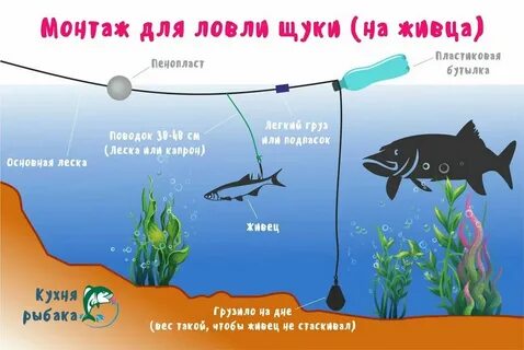 Щука на живца с берега осенью