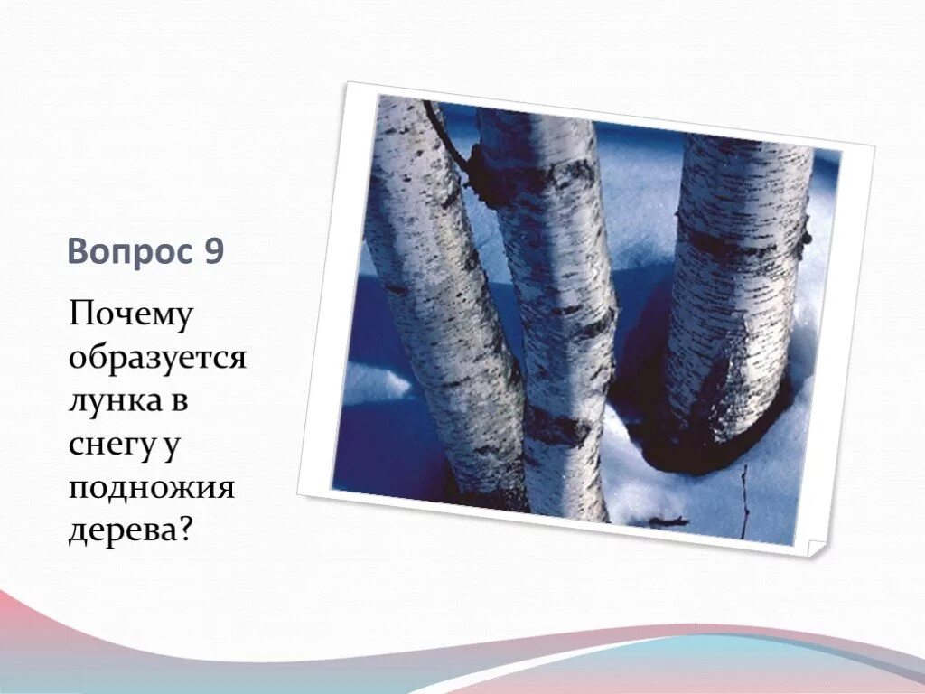 Почему появилось множество. Лунка в снегу. Лунка в сугробе. Почему вокруг стволов деревьев снежные лунки. Почему образуется.