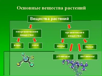 Растения производящие органические вещества