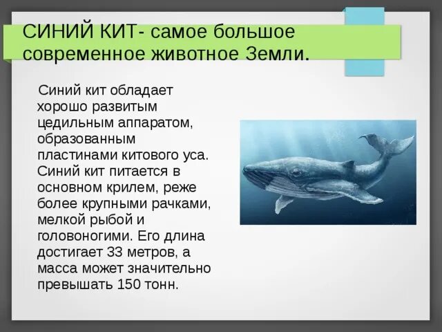 Почему кит зверь. Синий кит. Чем питается кит. Питание китообразных. Как питаются китообразные.