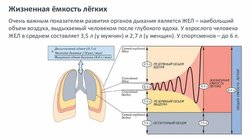 5 составляющих вдоха