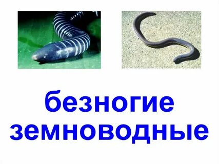 Представитель безногих